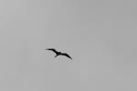 Samoa 15 - Frigate bird