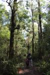 Ohakune 13 - Track to Karioi lakes