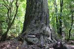 09 - 800 year-old rimu, photo by Sophie