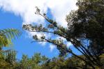 Otaki Forks 47 - Historic Arcus Dam walk