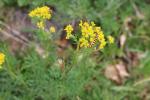 France 2019 040 - Chenille de Tyria Jacobaeae, Ecaille du Séneçon