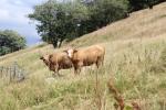 France 2019 046 - Vaches Aubrac