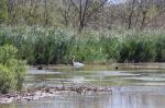 France 2019 146 - Héron blanc, poules d'eau, etc, réserve SNPN de La Capelière