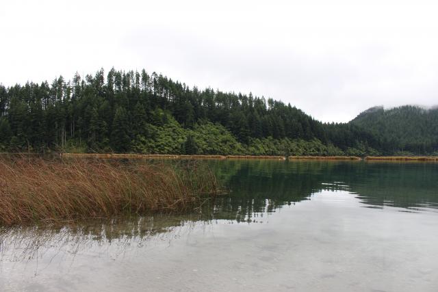 Rotorua 2019 - 29 - Raupo from Blue lake track