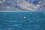 Kaikoura 10 - White-capped albatross, Dolphin encounter