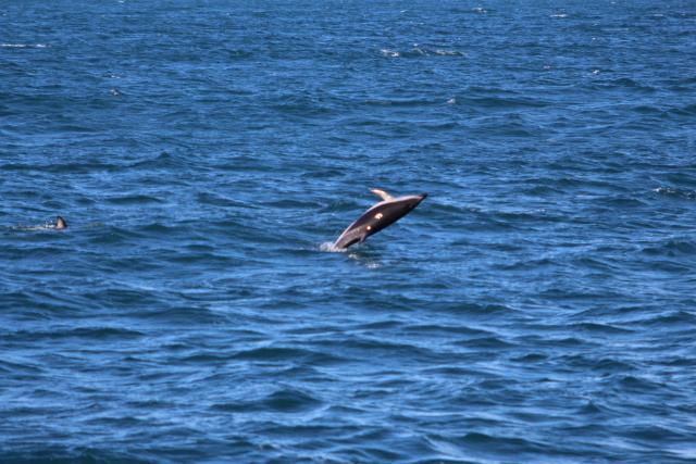 Kaikoura 11 - Dusky dolphin, Dolphin encounter