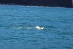 Kaikoura 61 - Humpback whale, Whale Watch