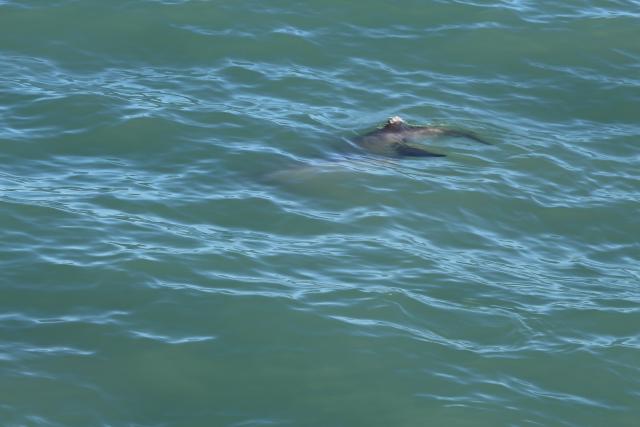 Kaikoura 70 - Hector Dolphin, Whale Watch