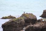 Castlepoint 08 - Spotted shags & fur seals