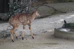 Wellington Zoo 28 - Nyala