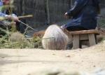 Wellington Zoo 29 - Capybara