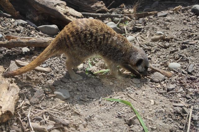 Wellington Zoo 37 - Meercat