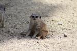 Wellington Zoo 38 - Meercat