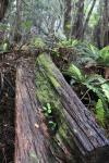 012 Titirangi - Going up Mount Stokes