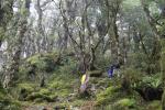 014 Titirangi - Going up Mount Stokes