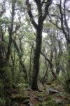 015 Titirangi - Going up Mount Stokes