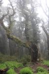 018 Titirangi - Going up Mount Stokes