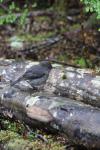 037 Te Anau - Toutouwai - Robin