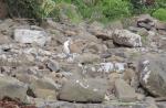 083 Catlins - Yellow eyed penguin Hoiho