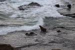 086 Catlins - NZ fur seal Kekeno