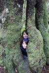 090 Catlins - Hollow tree, Purakaunui Falls Track