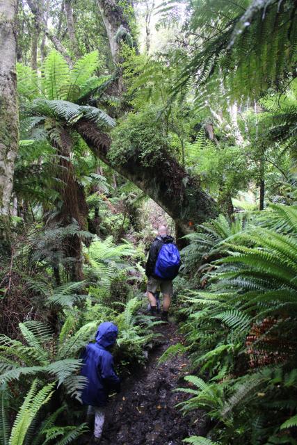 152 Catlins - Waipohatu Falls track