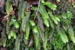 013 Titirangi - Liverwort Acromastigum marginatum