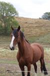 Masterton 17 - Horse riding in Longbush