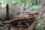 Tutuwai Hut 20 - Another fallen tree on the track