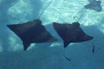 048 - Sea World - Ray Reef - Spotted Eagle Ray