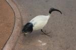 058 - Sea World - Ibis