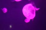 065 - Sea World - Moon Jellies