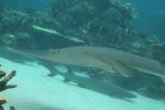 082 - Sea World - White spotted guitarfish