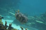 083 - Sea World - Porcupine fish