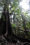 099 - Tamborine National Park - Strangler fig tree