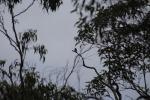 103 - Tamborine National Park - Pied Currawong