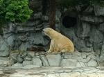 112 - Sea World - Polar bear