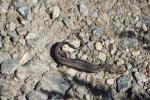 054 - Dead skink on Old Reservoir Track