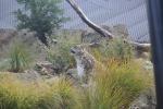 Wellington Zoo 11 - Snow Leopard