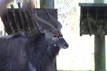 Wellington Zoo 38 - Nyala