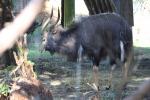 Wellington Zoo 39 - Nyala