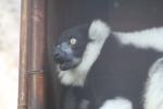 Wellington Zoo 42 - Black and White Ruffed Lemur