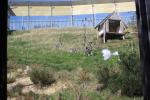 Wellington Zoo 48 - Ring Tailed Lemur