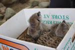 Wellington Zoo 62 - Meerkats