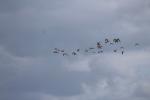 002 Miranda - Kuaka Bar-tailed godwits